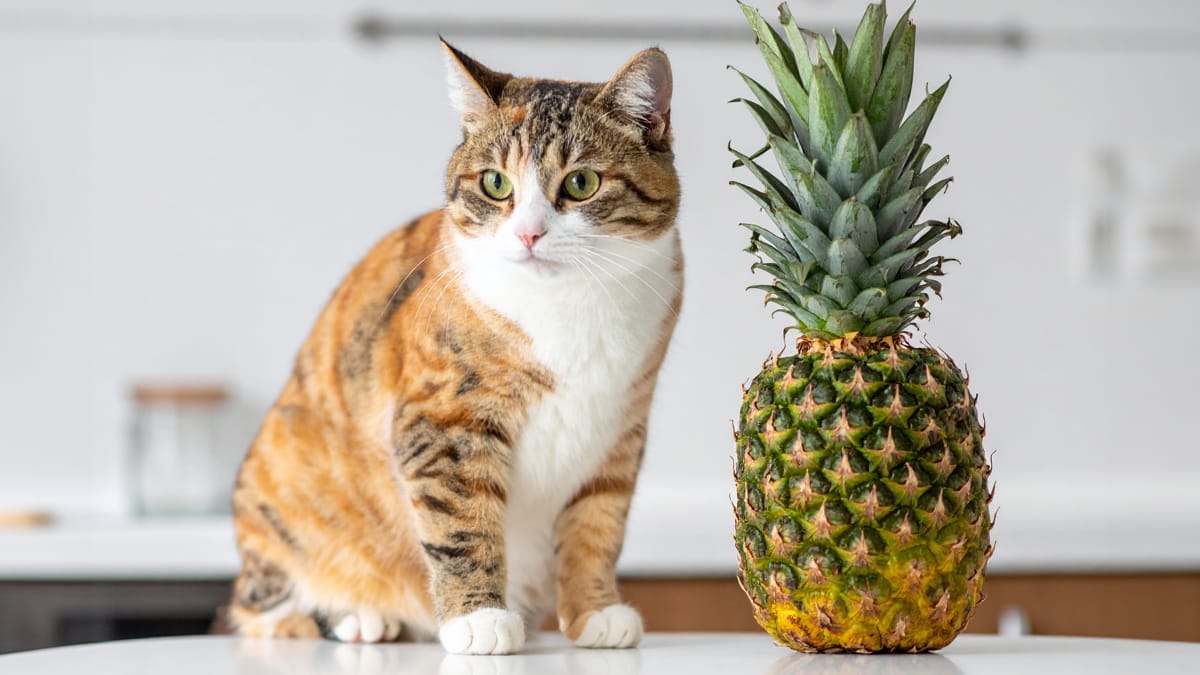 Mag een kat ananas eten?