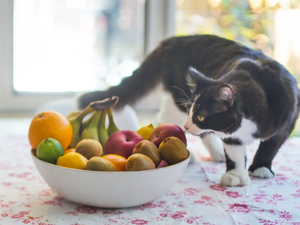 Mag een kat kiwi eten?