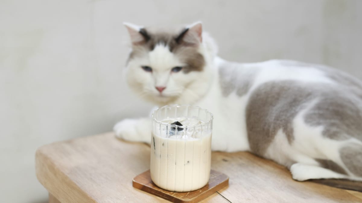 mag een kat kwark eten?