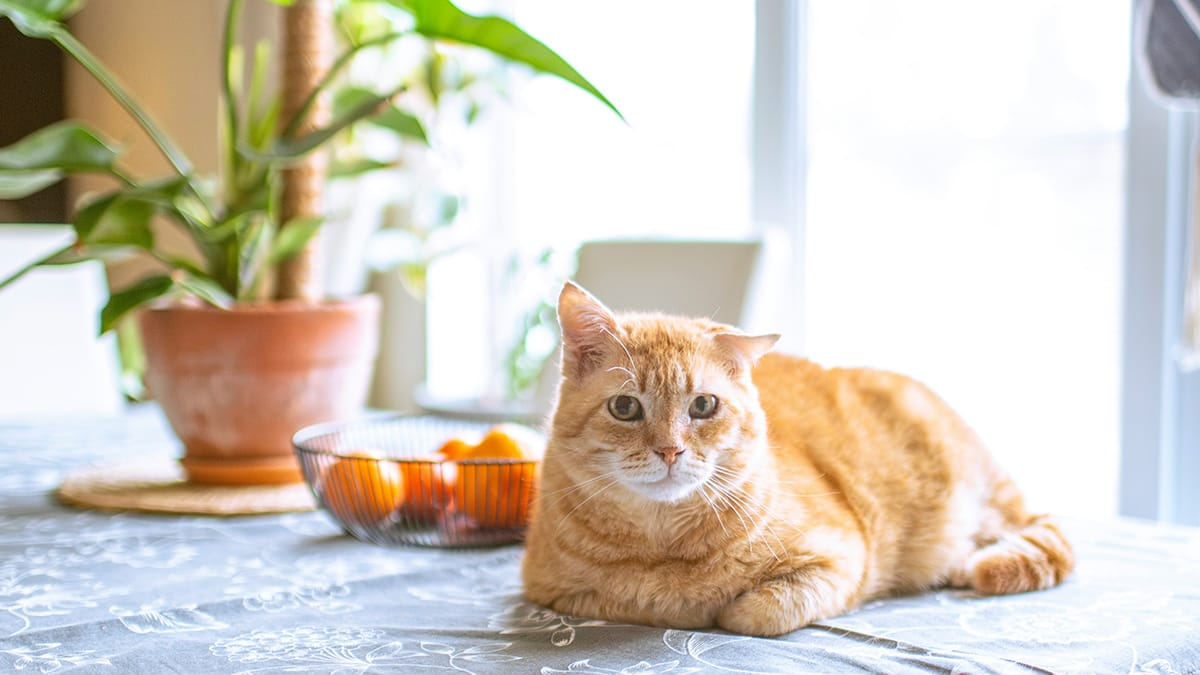 Mag een kat mandarijn eten?
