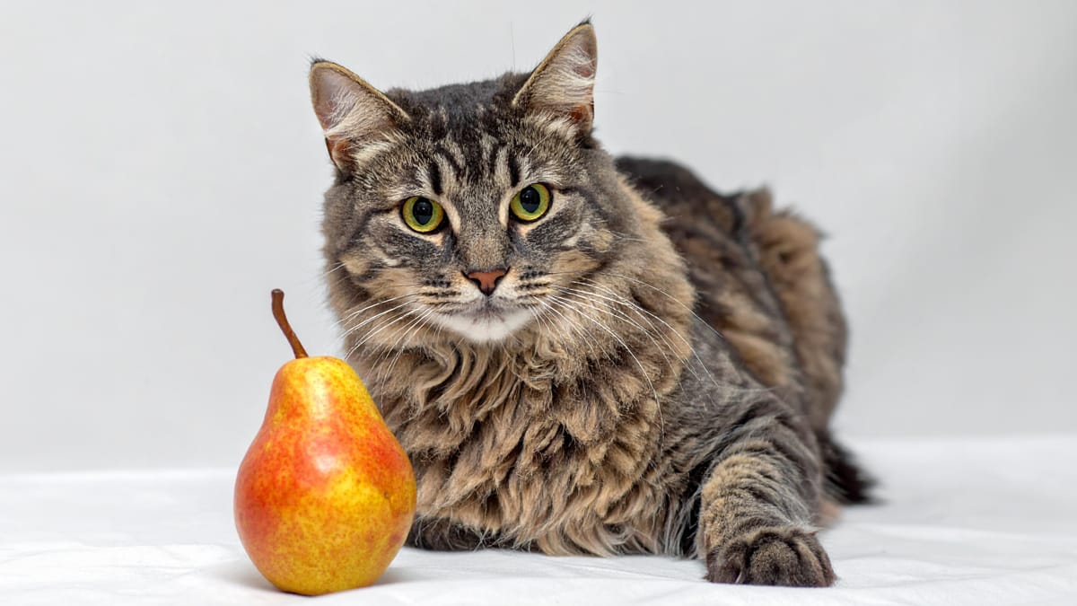 Mag een kat peer eten?