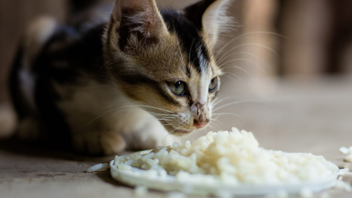Mag een kat rijst eten?