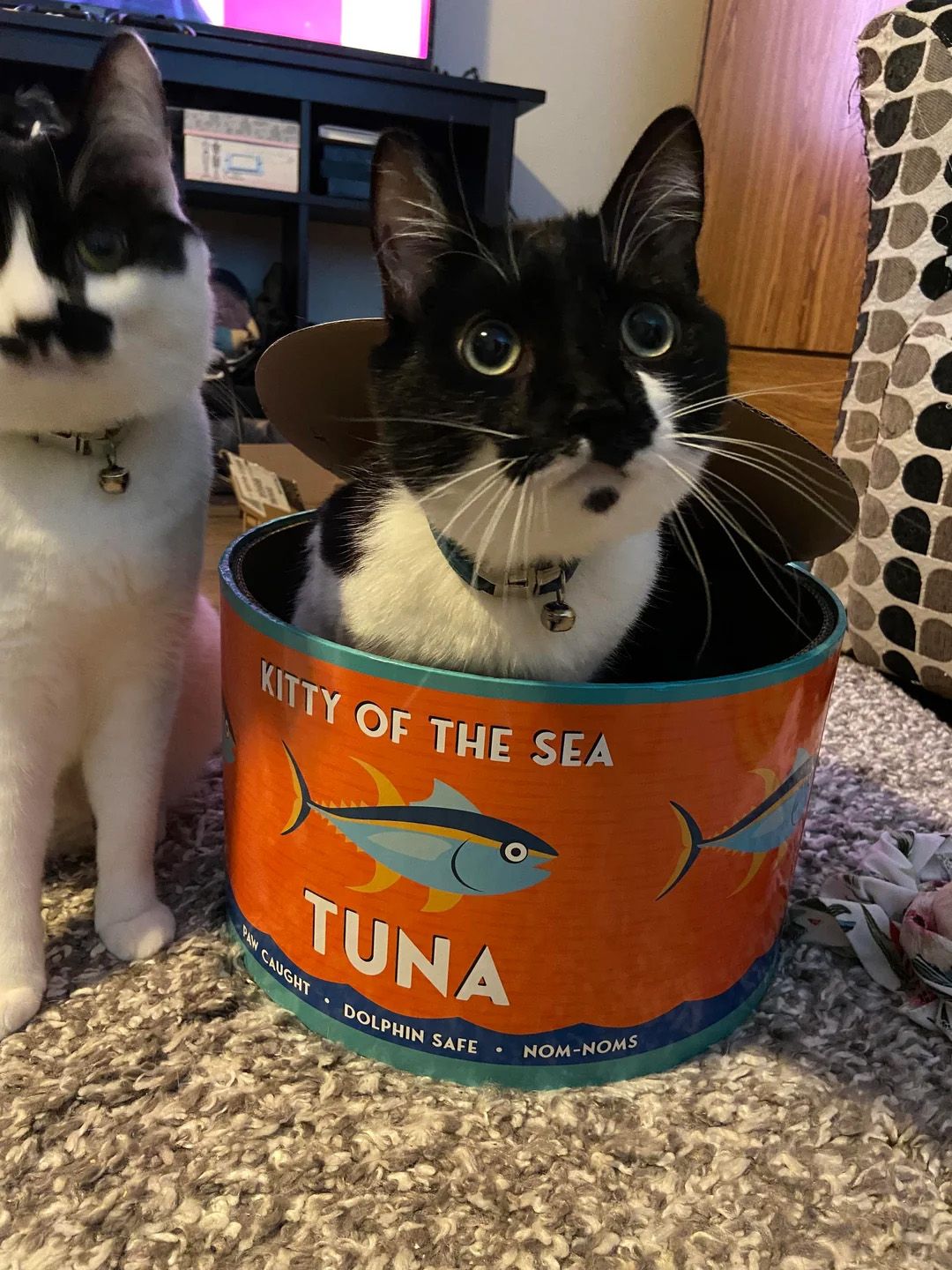 Mag een kat tonijn uit blik eten?