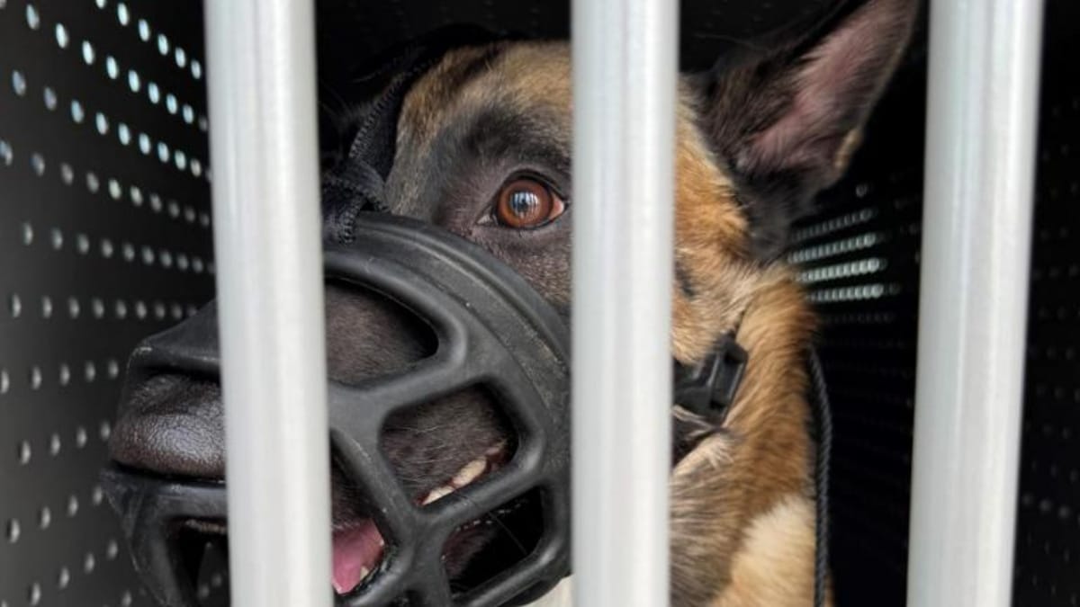 Gequälter Malinois in der Transportbox