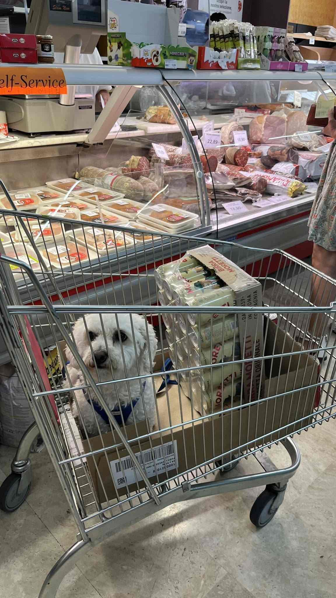 Hund im Einkaufswagen