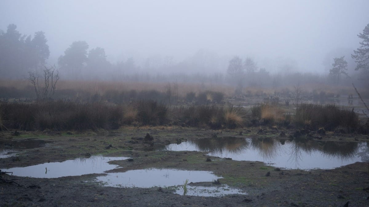 Neblige Moorlandschaft