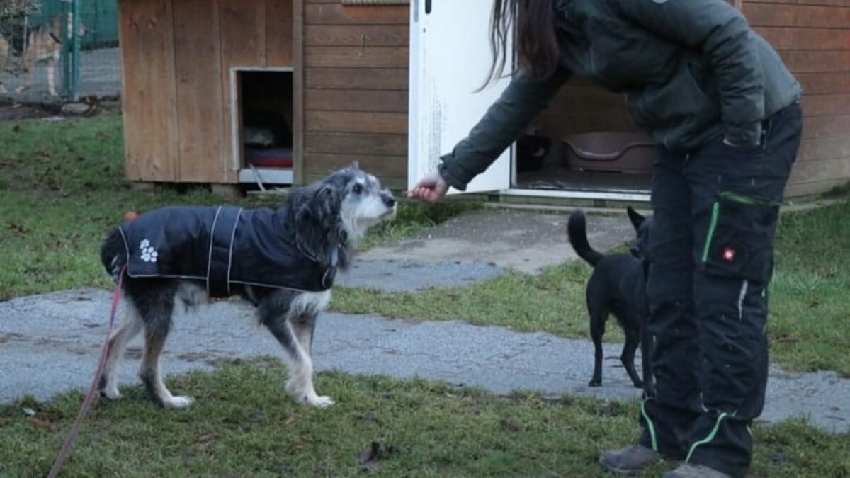 Hund lebt jahrelang im dunklen Zwinger