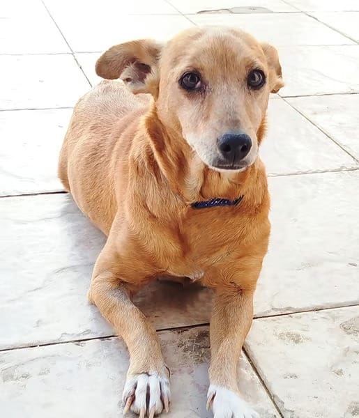 musa-perrita-adopcion-huelva