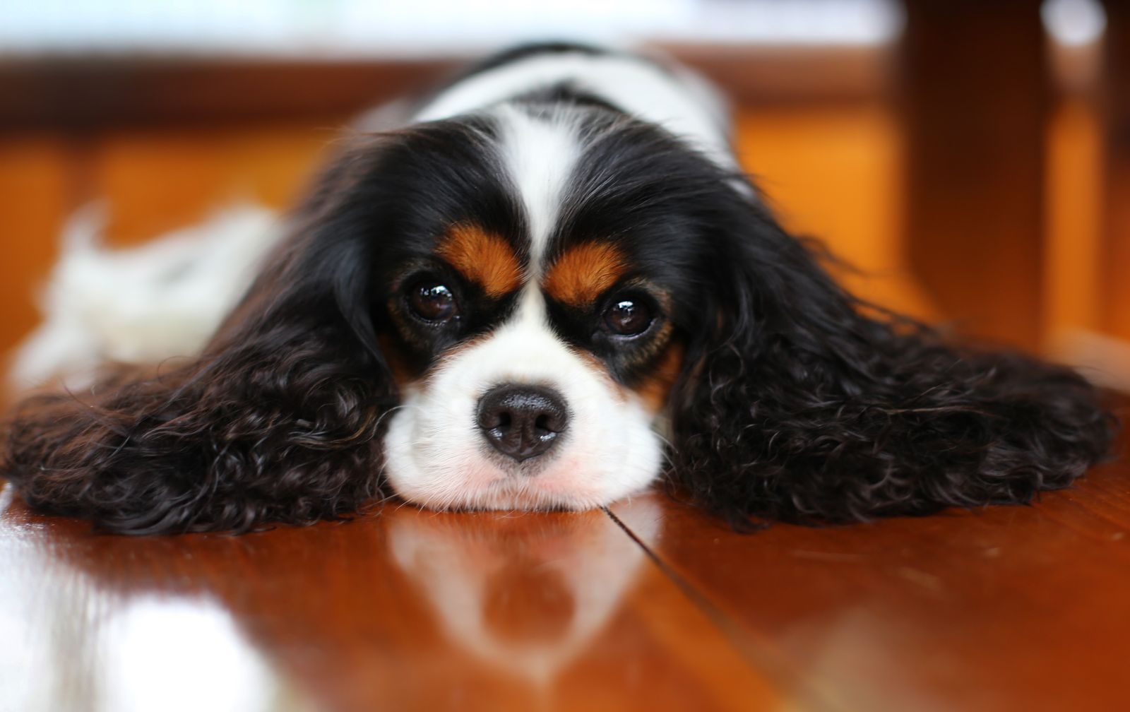 cavalier king charles spaniel 