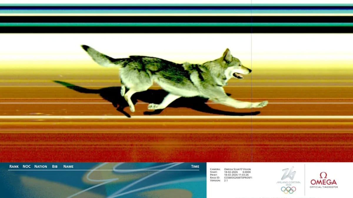 Olympisches Zielfoto Wolfshund