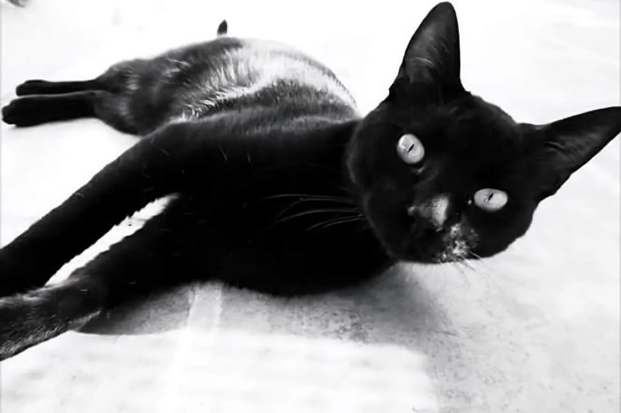 oreo-gato-perdido-tenerife-hace-año