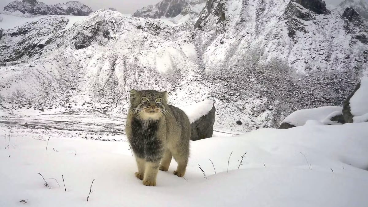 Gato de Pallas
