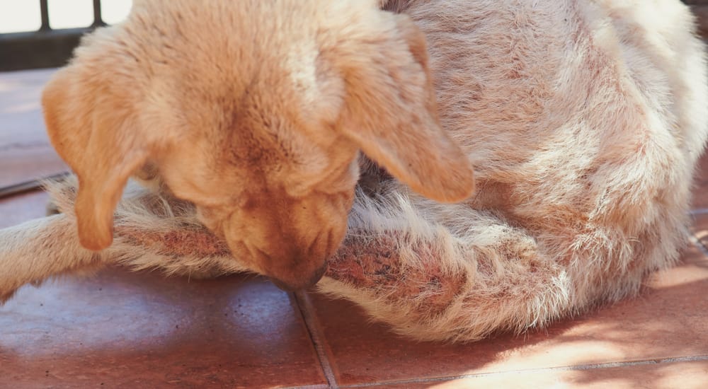 perro con problemas de piel