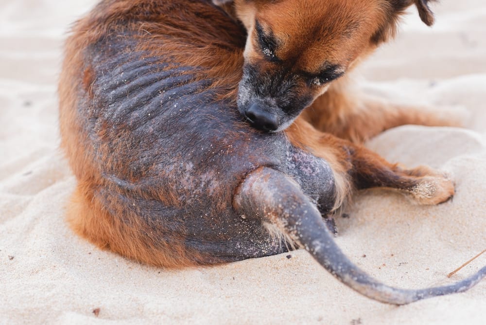 perro con cola pelada