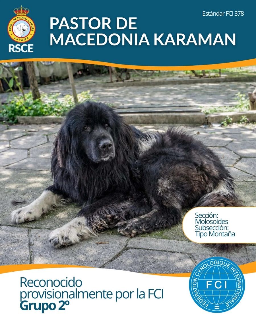 perro-Pastor-Macedonia-Karaman