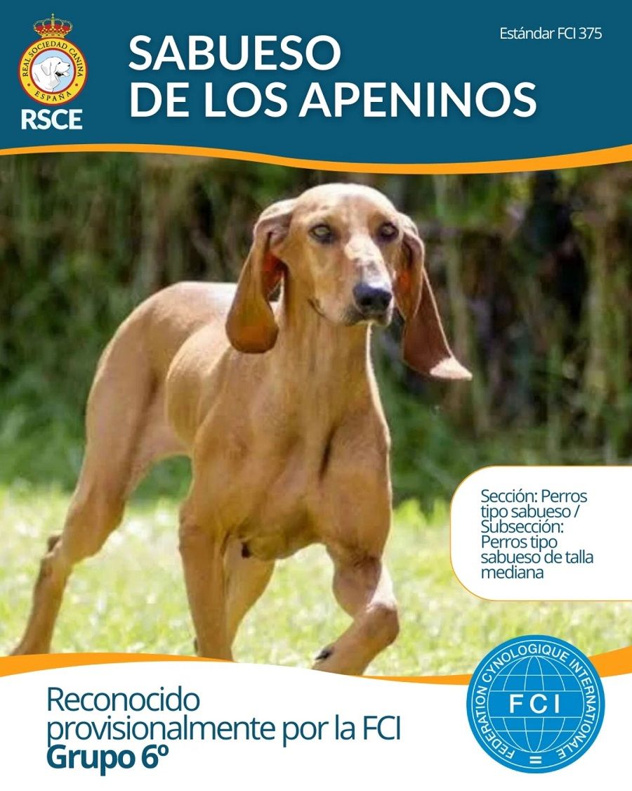 perro-sabueso-de-los-apenino