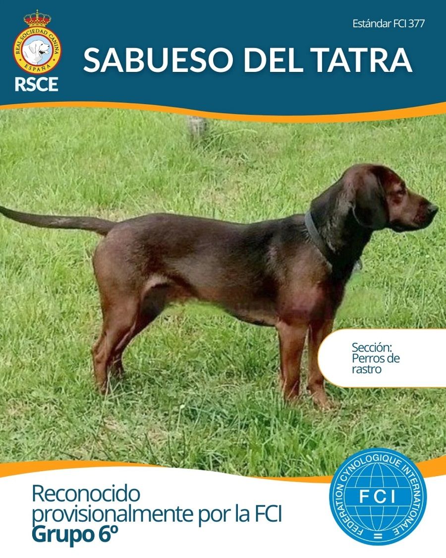 perro-sabueso-del-trata