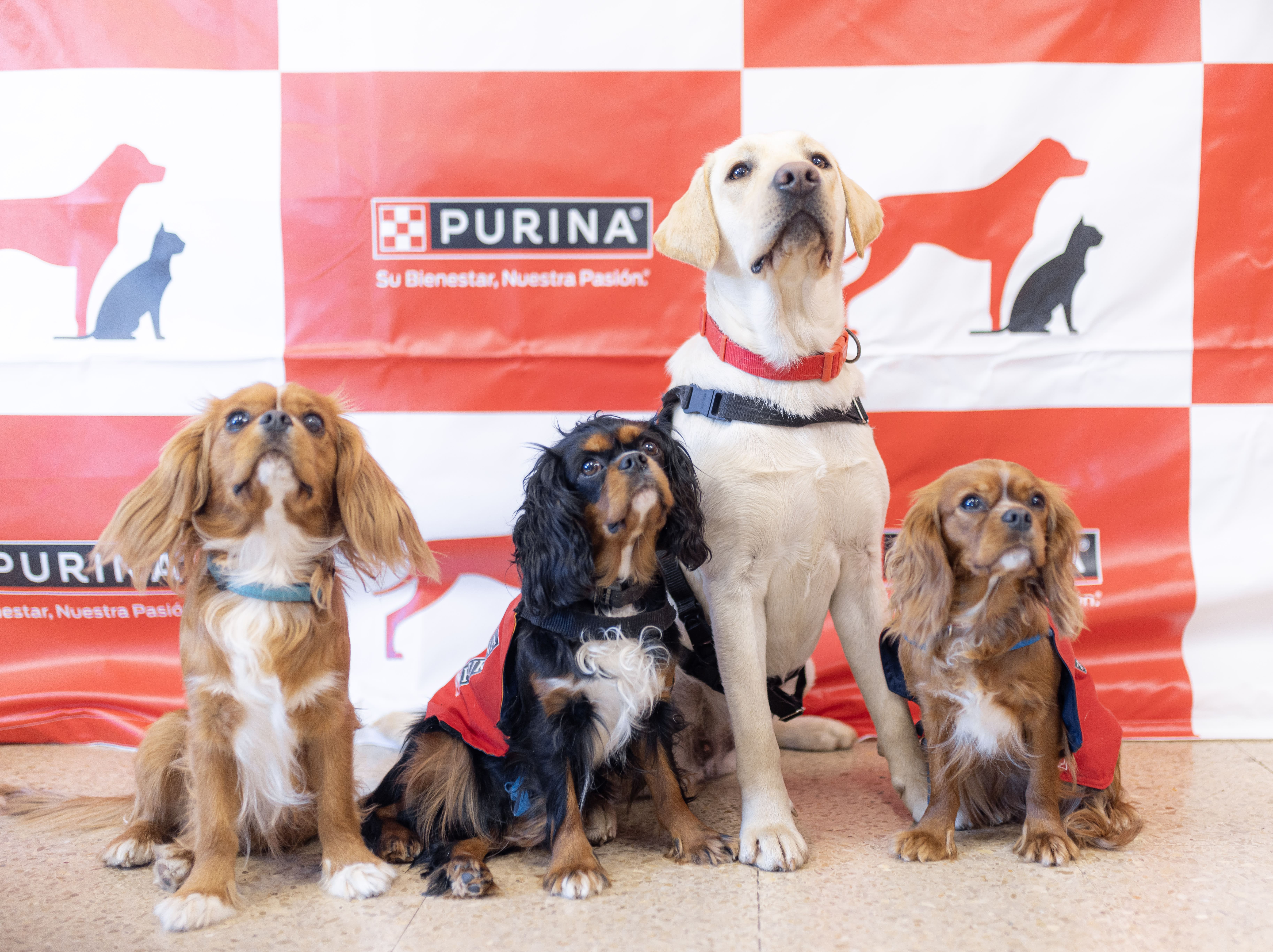 perros-asistencia-purina-espana