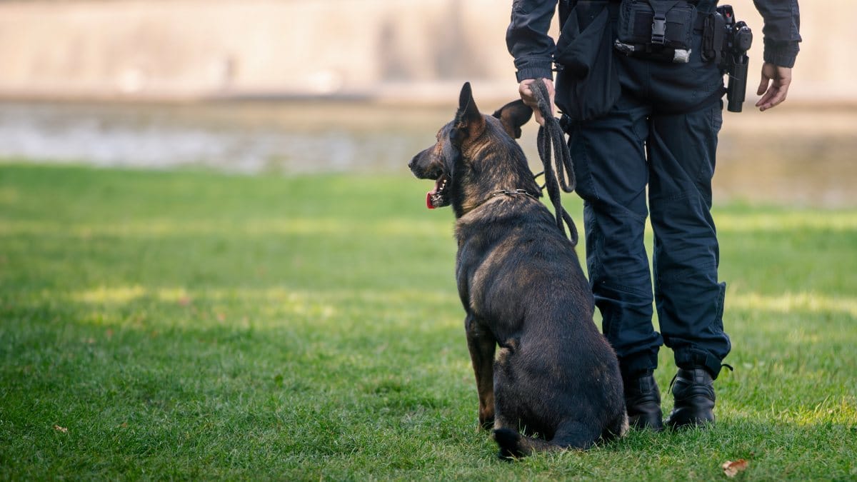Polizeihund in Sachsen entlaufen