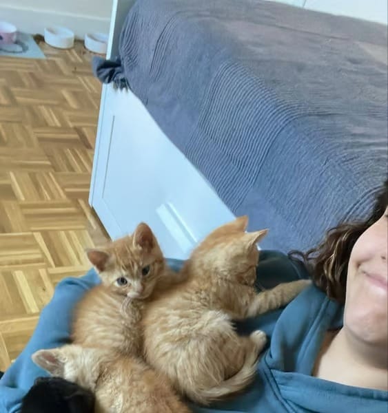 pomelo-mango-gatos-bebes