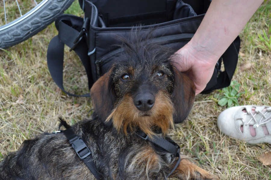 raza-teckel-pelo-duro