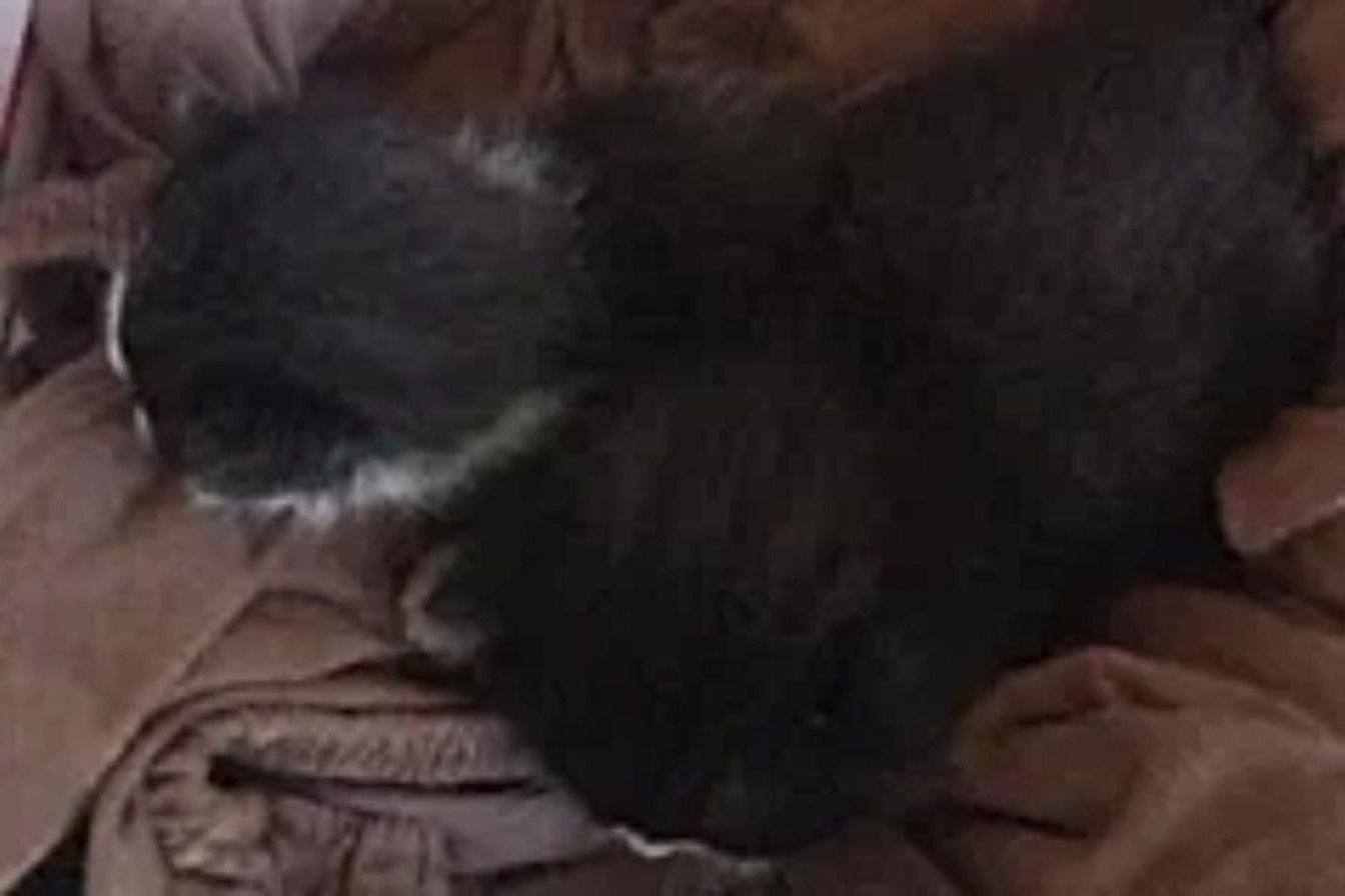 Katzensterben in der Rhön