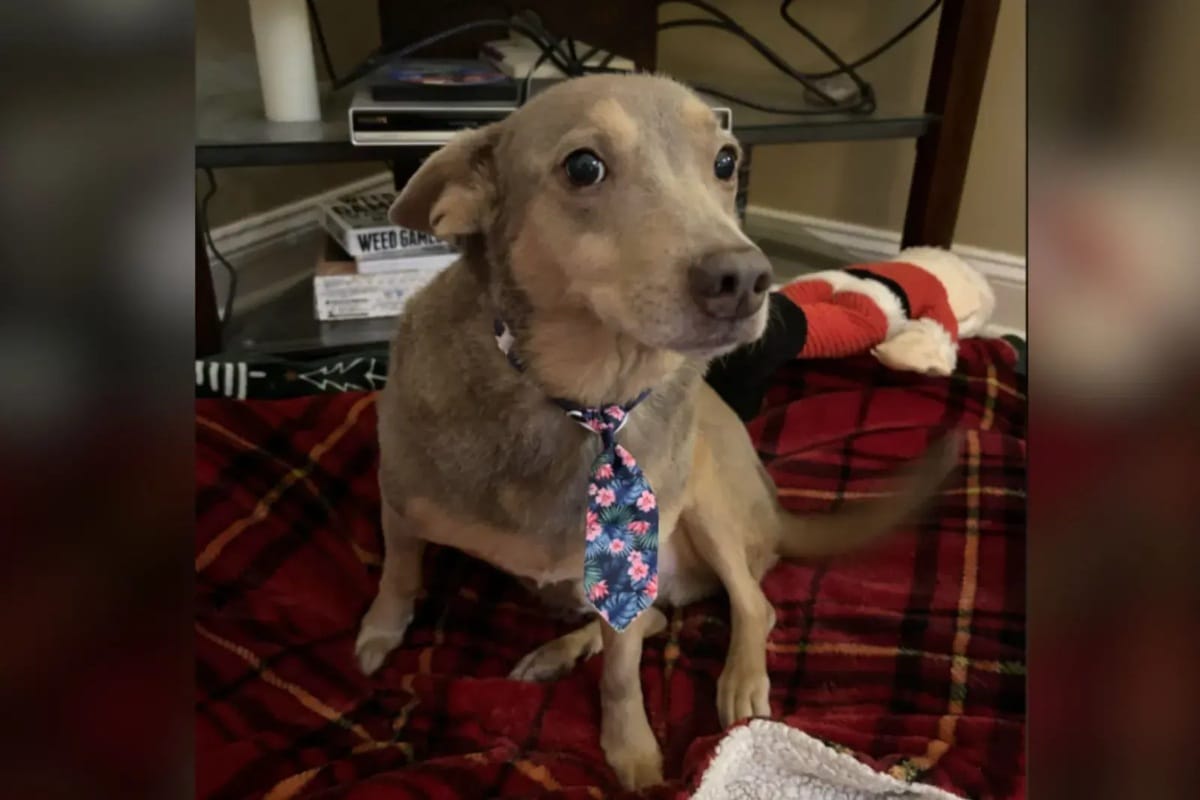 Chihuahua nach dem Hundefriseur