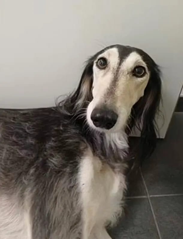 Hündin rennt 12 Kilometer vor Böller weg