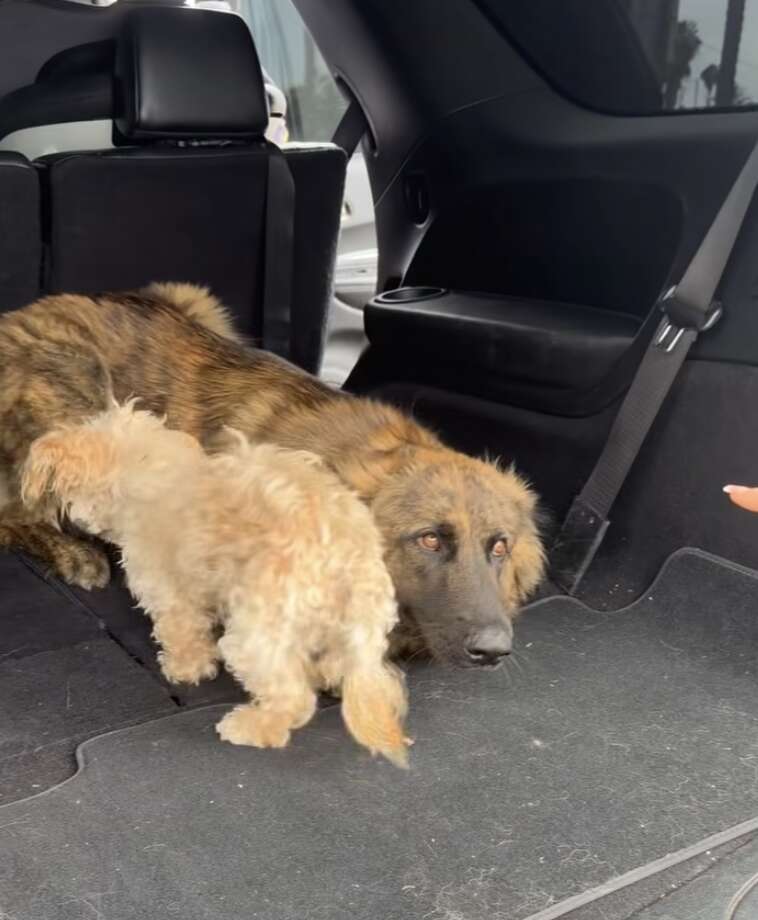 perros rescatados