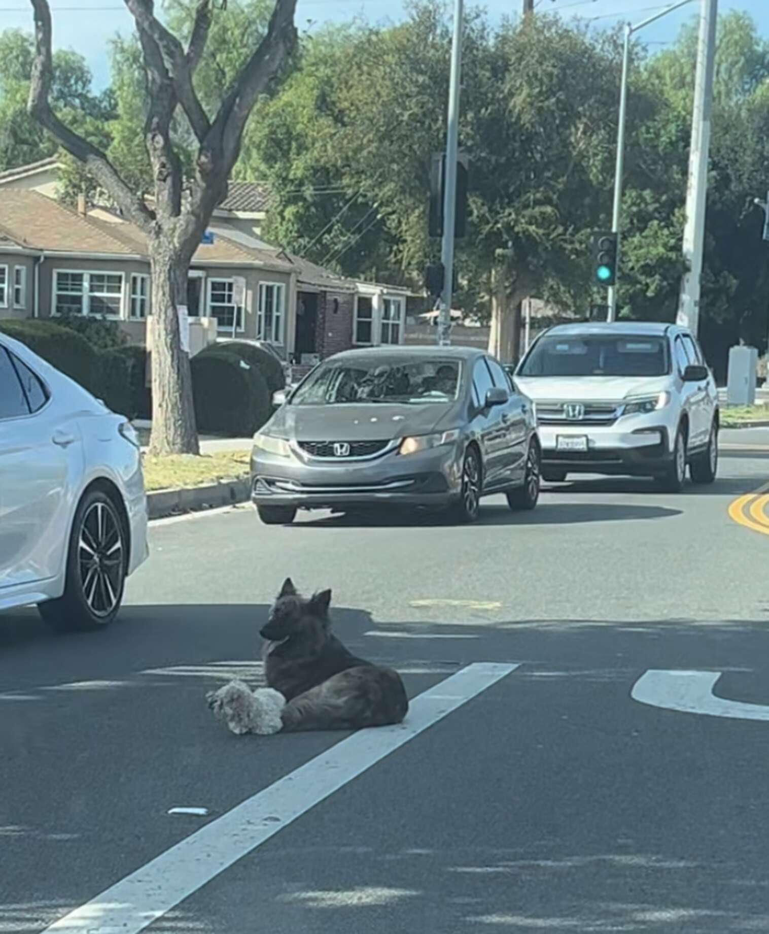 Perros sentados en plena carretera
