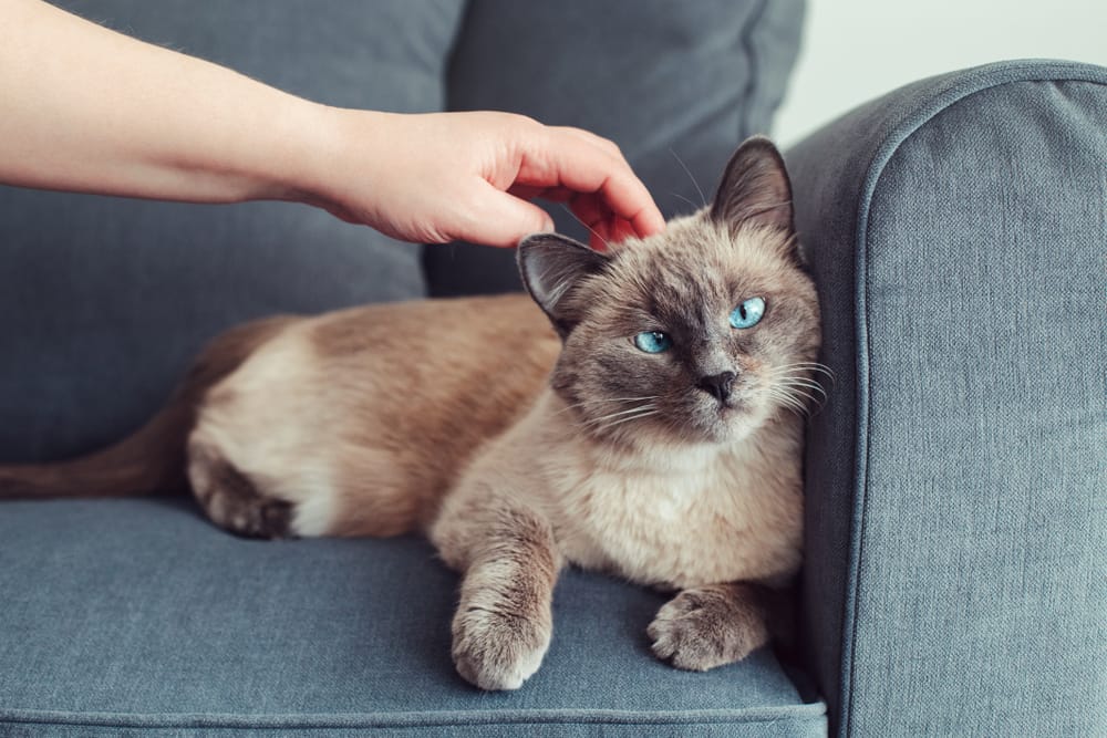 gato siames