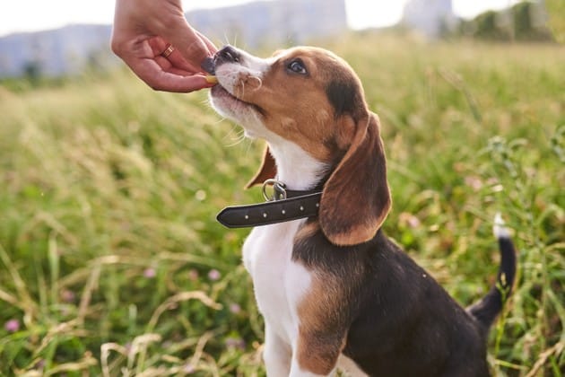 chiot qui reçoit une friandise