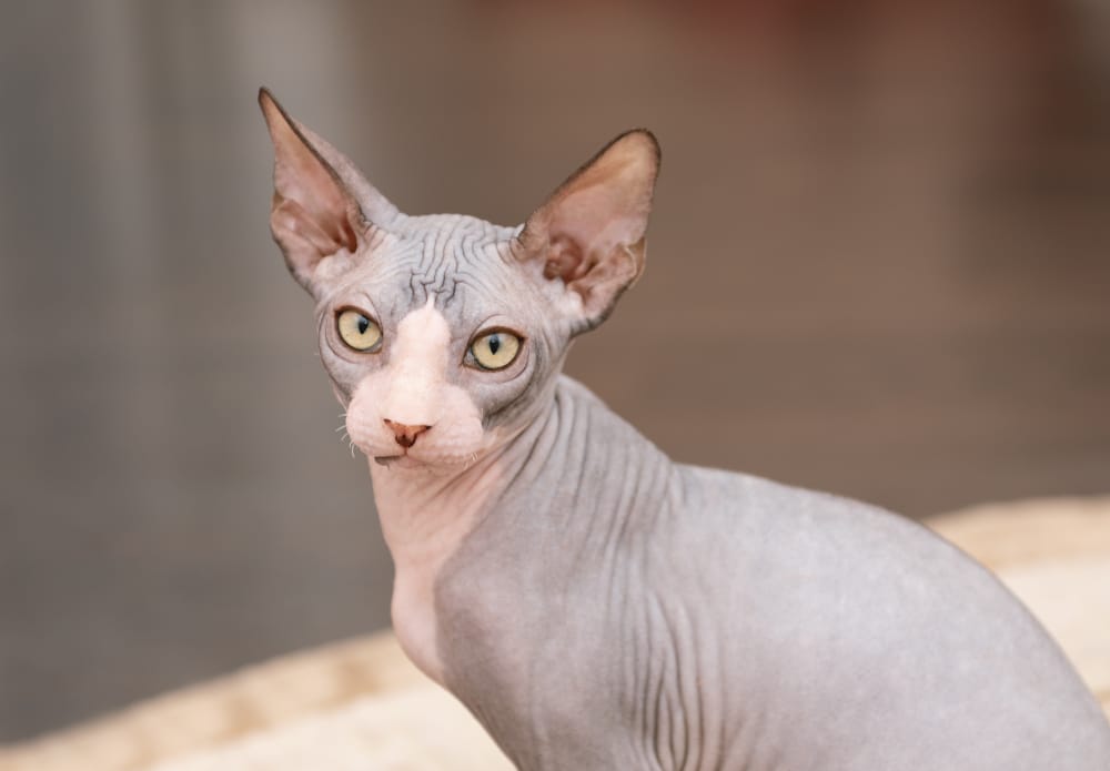 gato esfinge