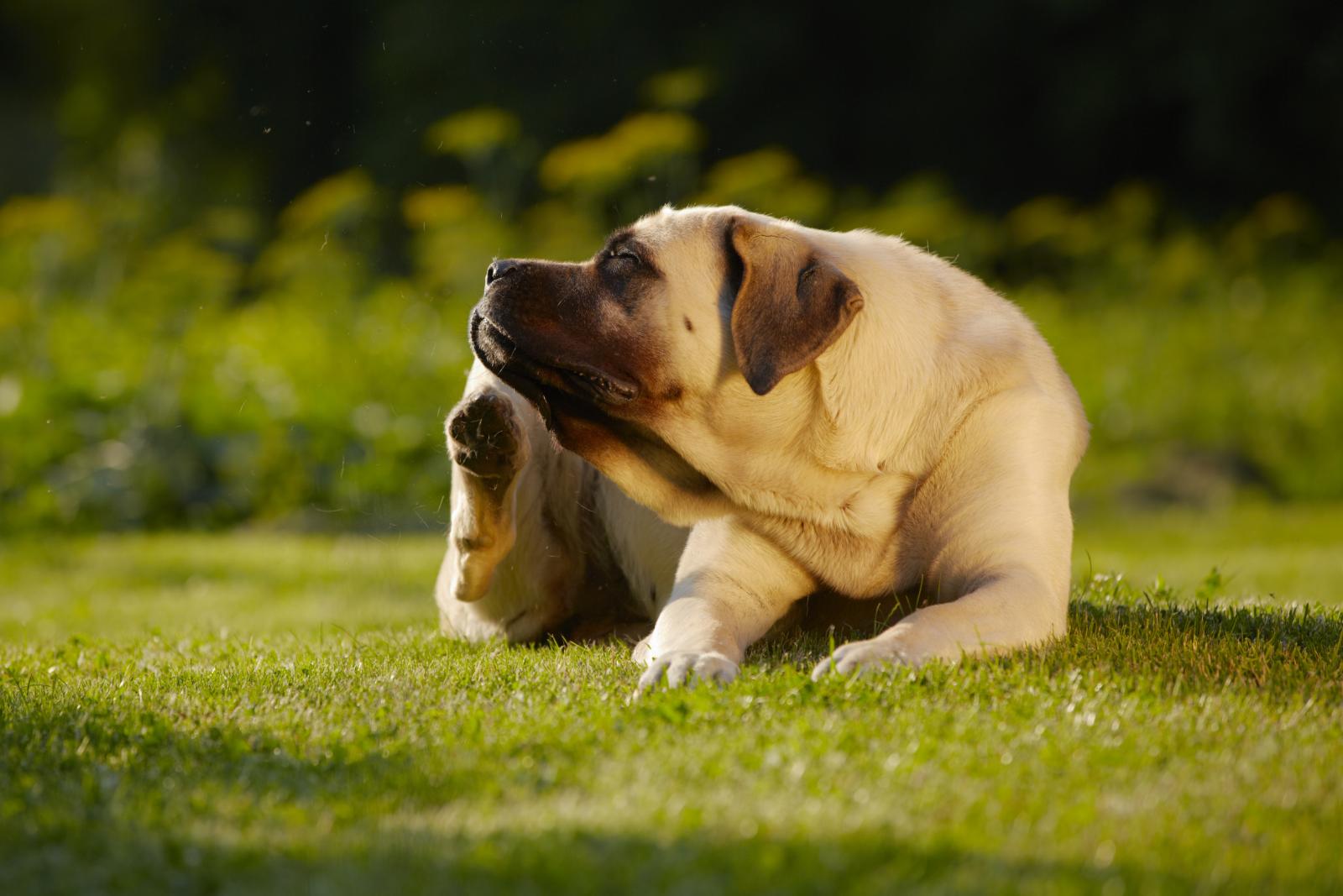 chien puces