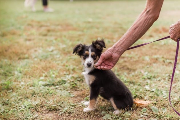 chiot en laisse qui mange une friandise