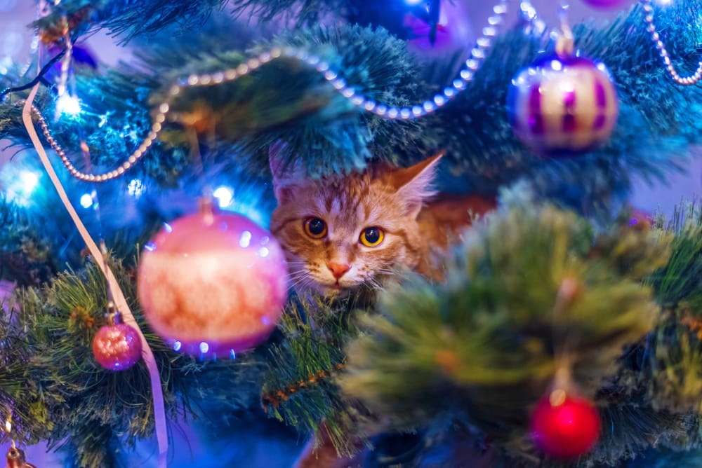 gato dentro de árbol de Navidad