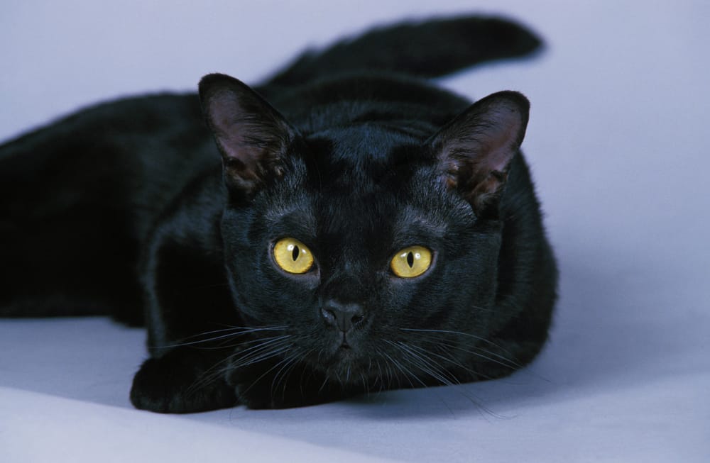 gato bombay