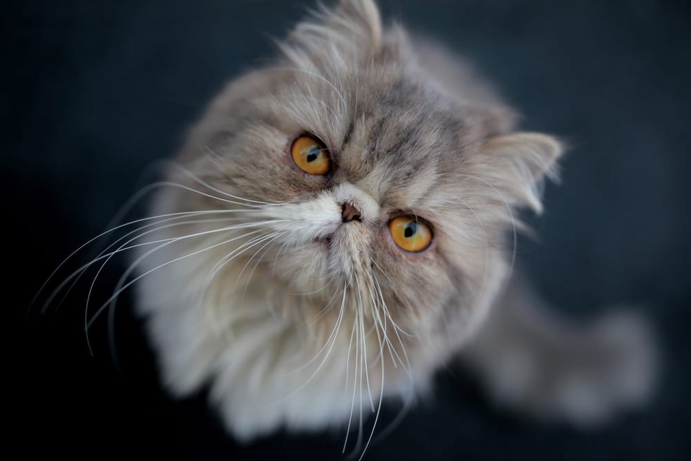 gato persa