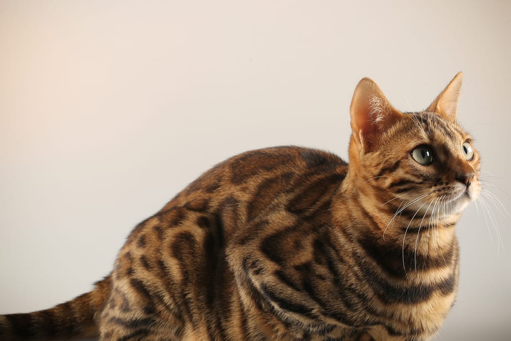 gato bengali