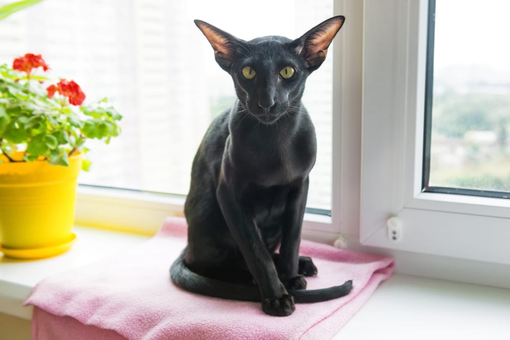 gato oriental negro