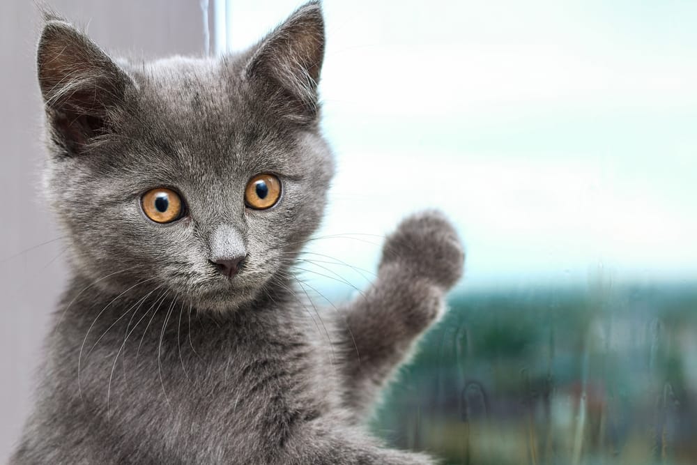 gato cartujo o chartreux
