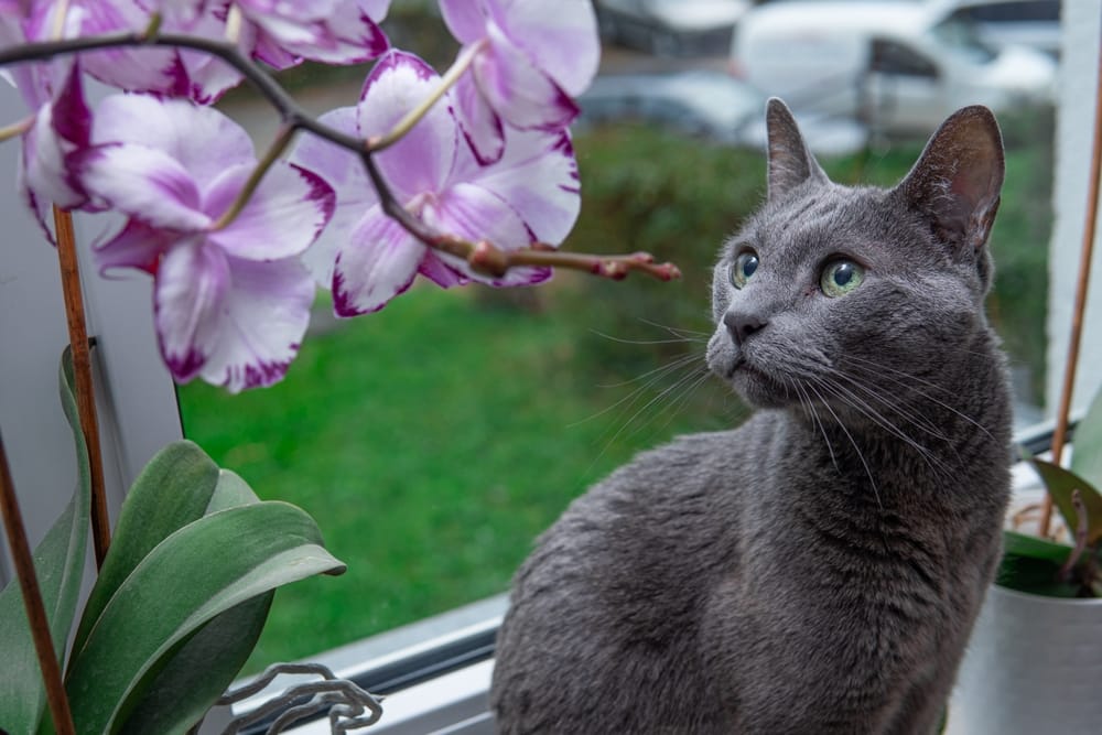 gato azul ruso