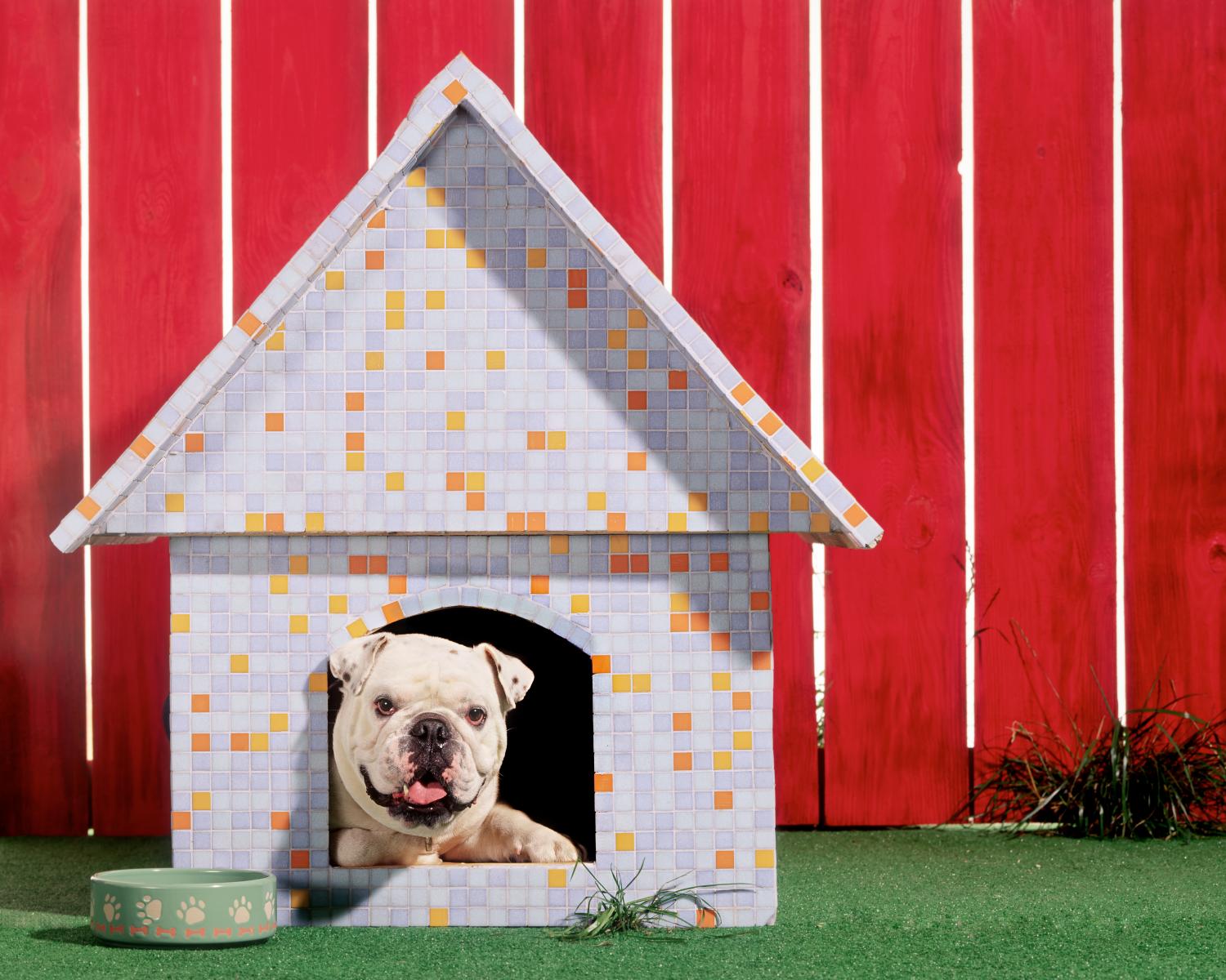 niche extérieure chien