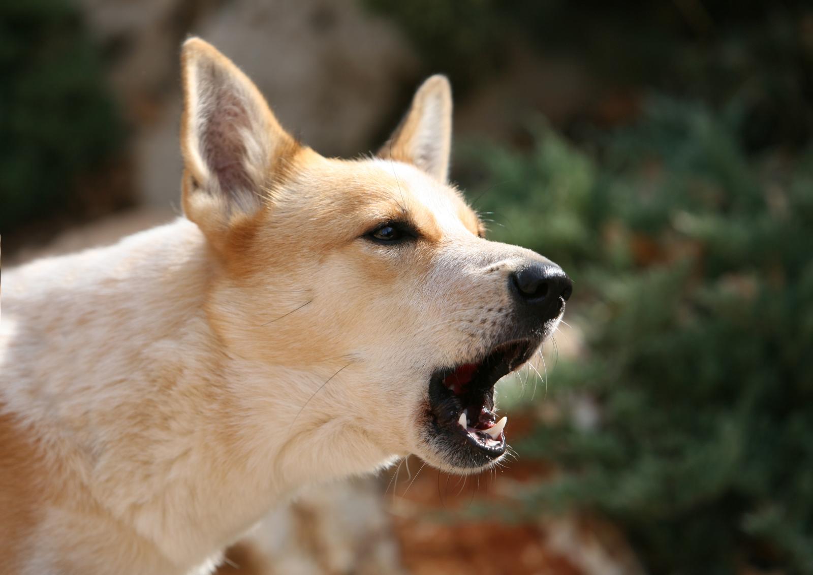 chien en train aboyer