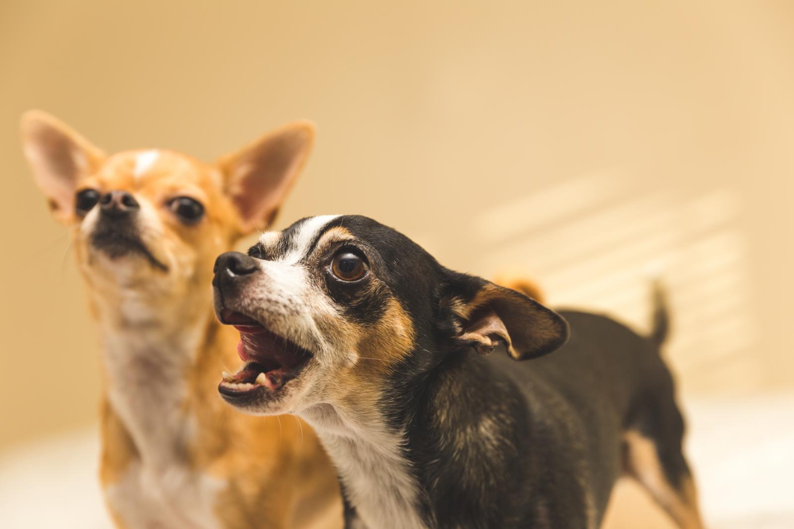 Chien collier aboiements