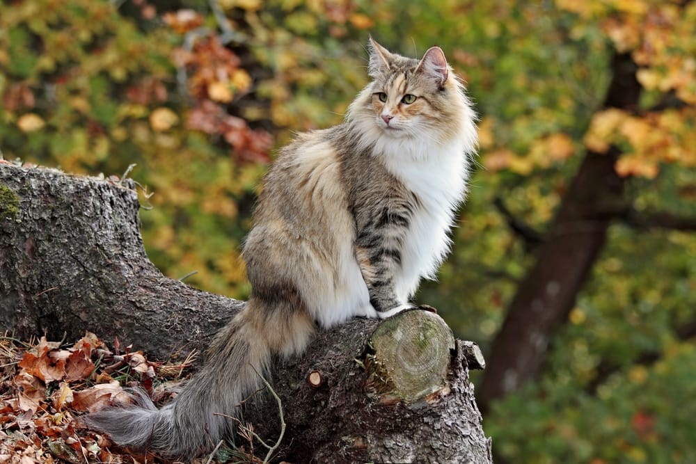 Gato bosque de Noruega