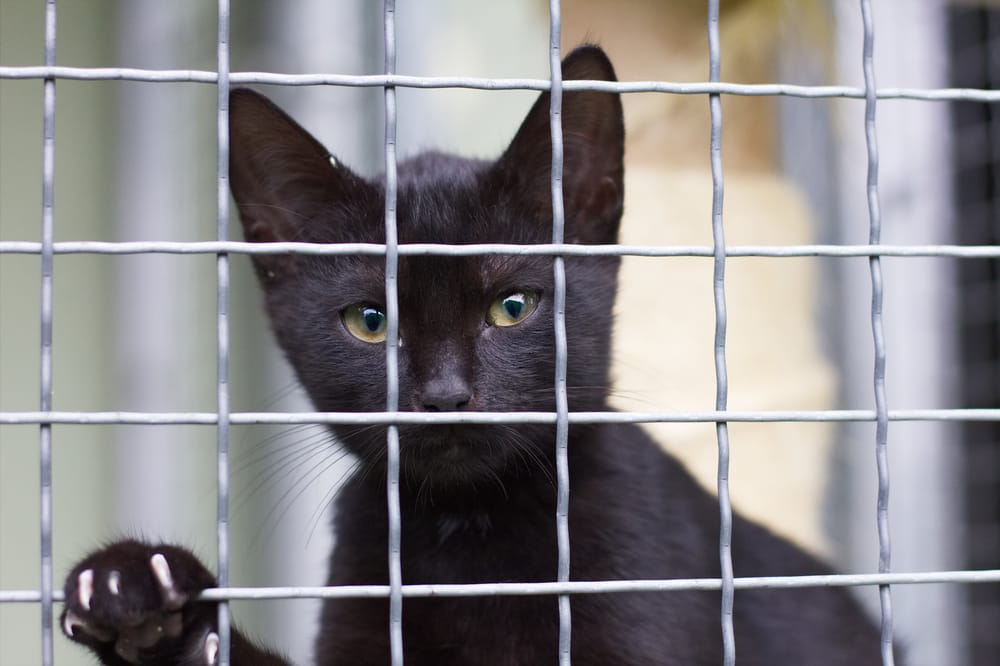 gato callejero abandonado