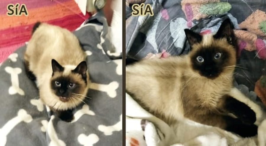 sia-gatito-siames-en-adopcion
