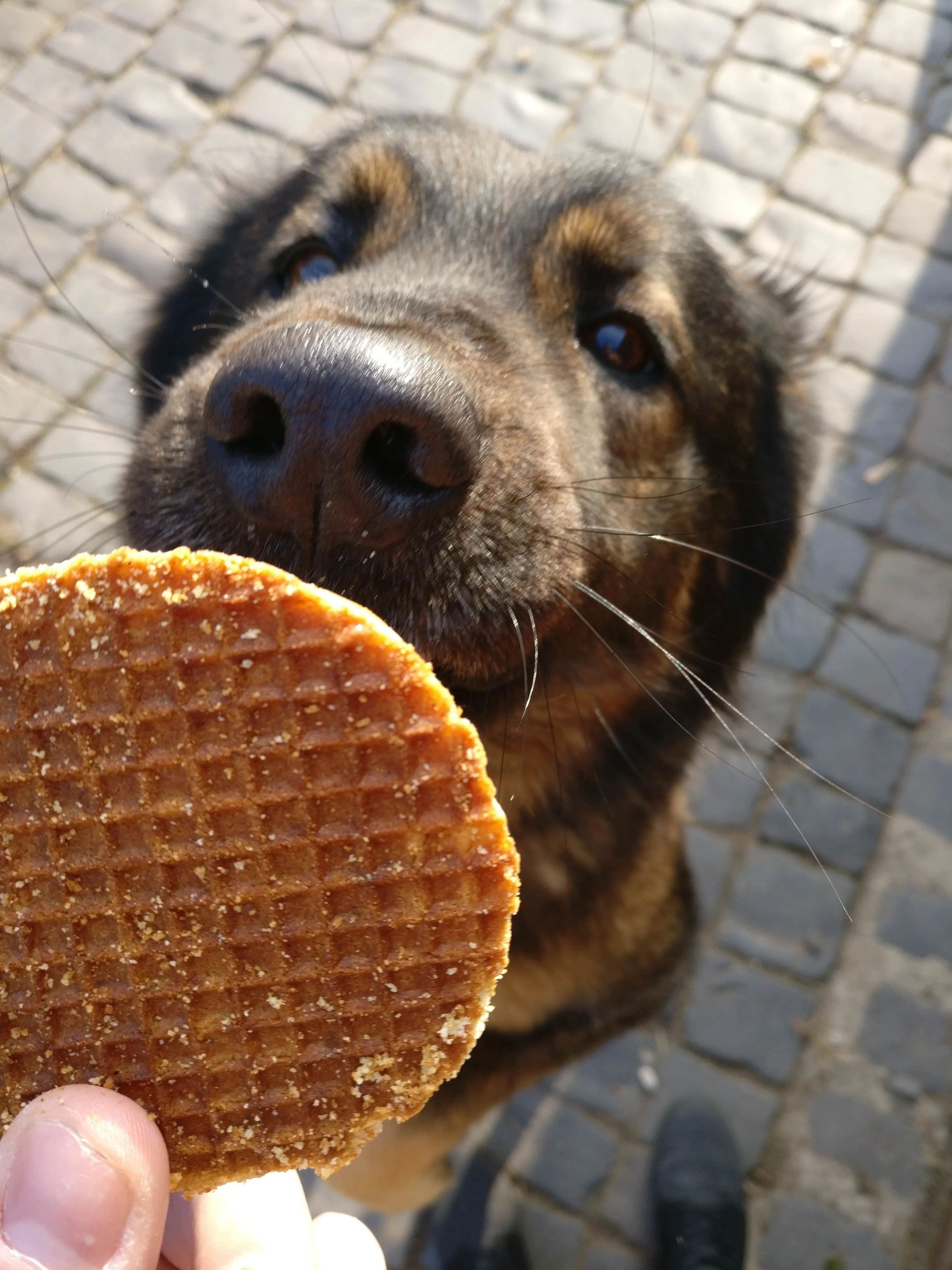 Mag een hond stroopwafel eten?