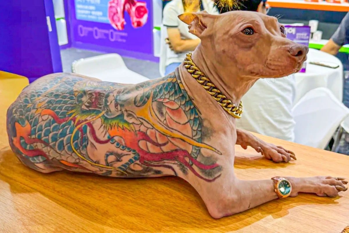 Tätowierter Hund